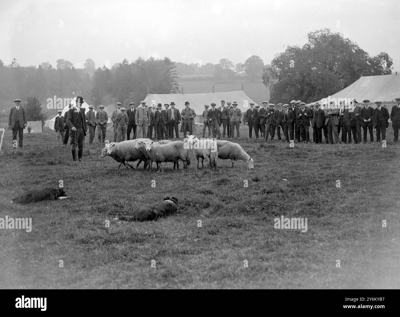 Processi internazionali per cani da pastore a Talybont. Ernest Priestly di Hathersage, Derbyshire, che lavora con i suoi famosi cani "Moss” e "Lu” 1924 Foto Stock