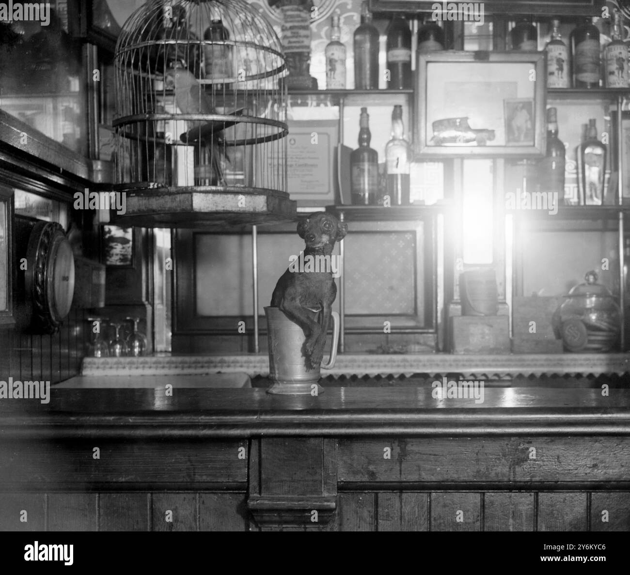 Piccolo, Toy Terrier. Tosh, un piccolo terrier nero che pesa solo 1/2 kg e ha 12 anni, siede comodamente in una caraffa in peltro di quarti su un bar in legno della casa pubblica. Foto Stock