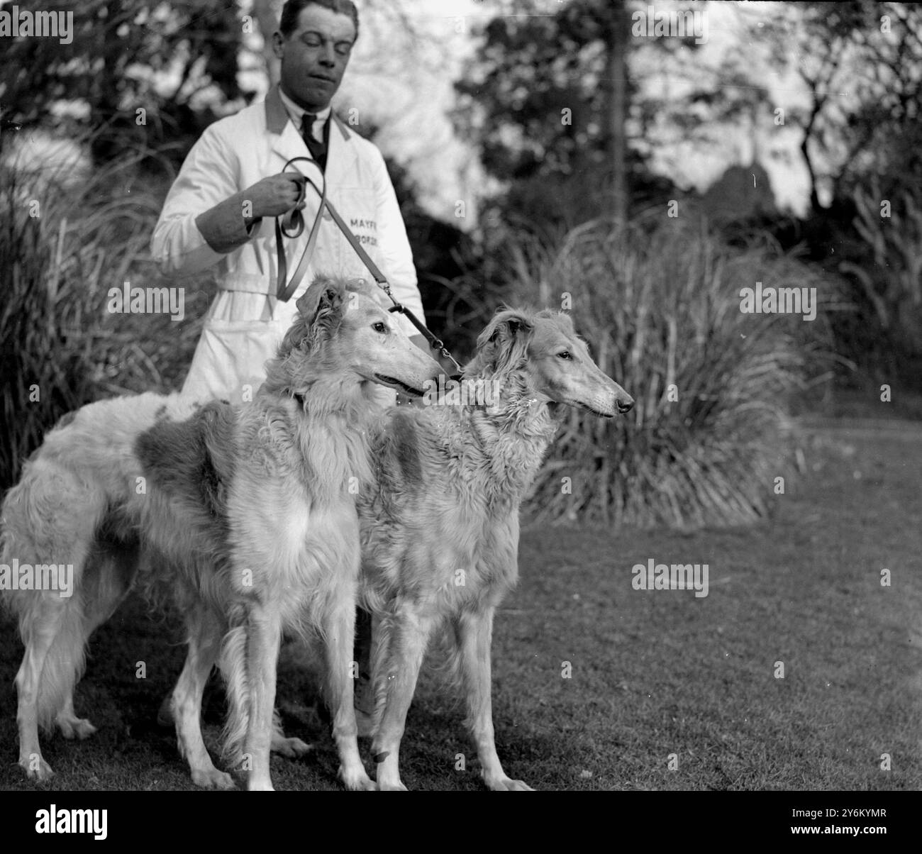H.E. Guy, degli Hollies, Ringley Park, Reigate con alcuni bei Borzois, che portano i nomi di famosi cavalli da corsa: "Fournc Course”, "Trigo”, "Cameronian”, "Grand salute”, "Book Law” e "Felstead”. 4 febbraio 1932 Foto Stock