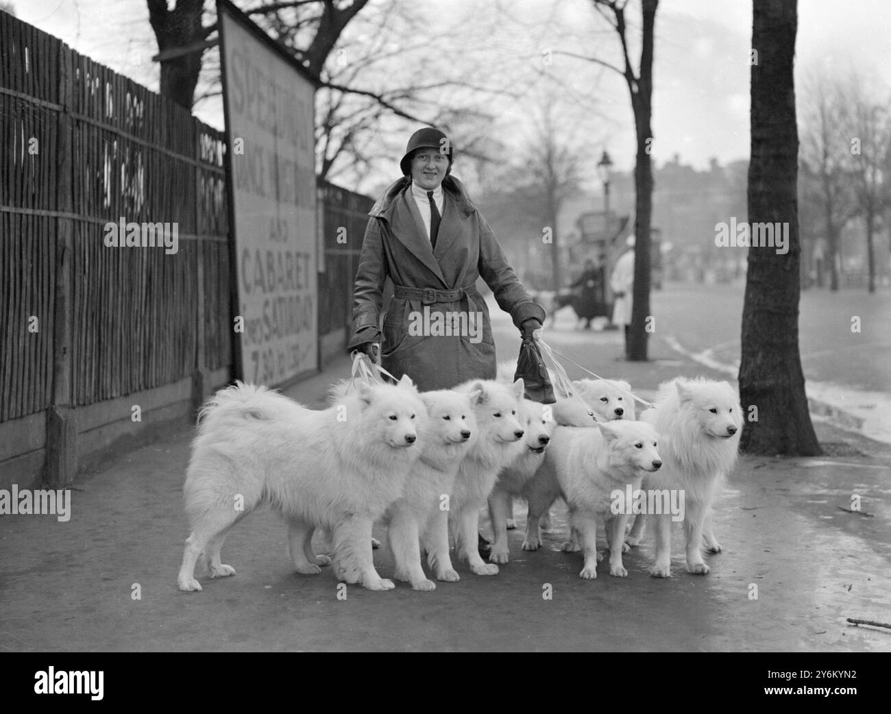 Metropolitan and Essex Canine Society's Show al Crystal Palace di Londra. Miss Keyte Parry e un bel gruppo di samoyedi. 1931 Foto Stock