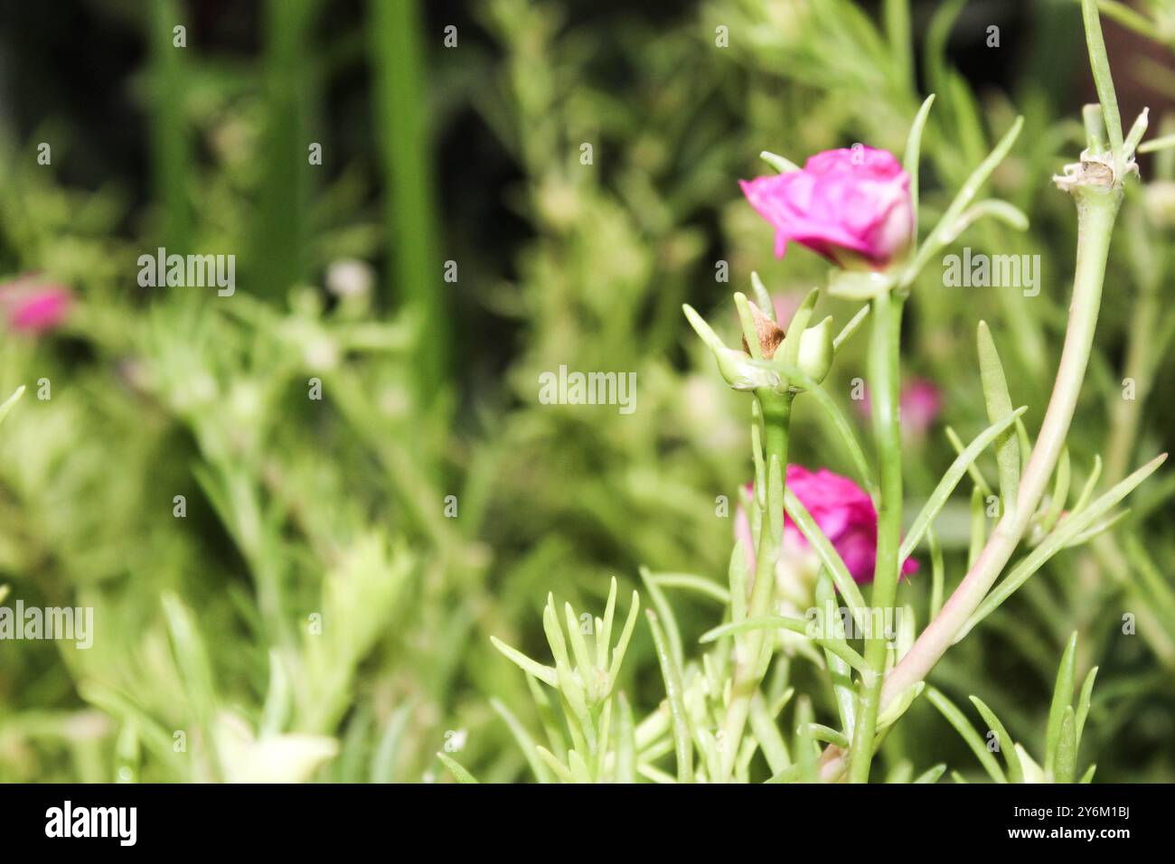 La porcellana di Moss-Rose Portulaca grandiflora è una succulenta pianta fiorita, focalizzata su un'attenzione selettiva Foto Stock