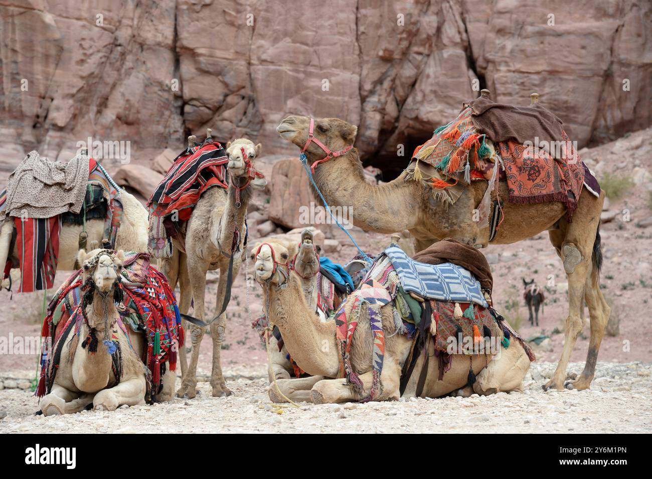Giordania, Medio Oriente, Petra, una mandria di cammelli per turisti nel sito di Petra Foto Stock