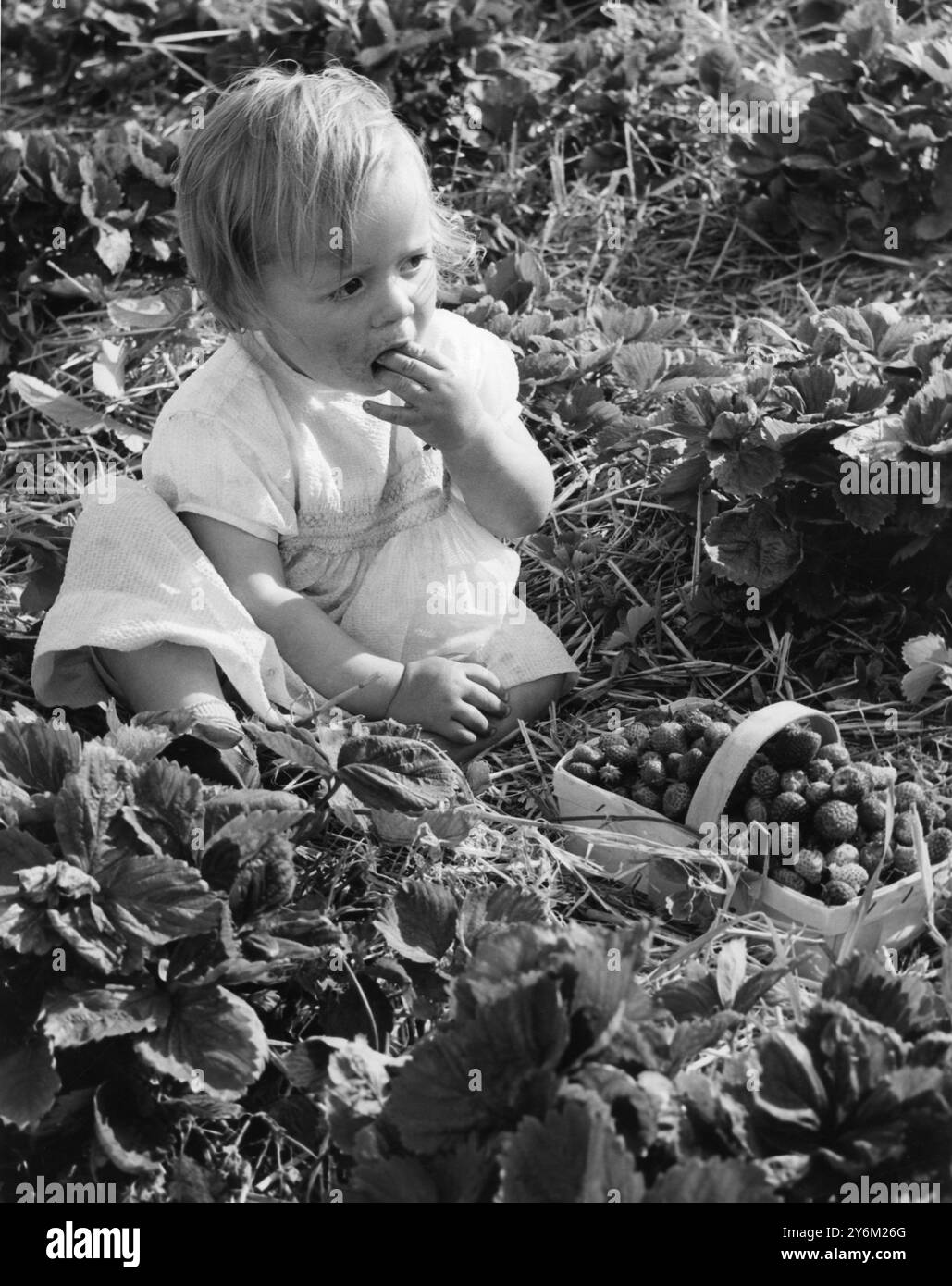 Per la prima volta (dai tempi pre-bellici) un campo di fragole del Kent è stato aperto al pubblico per venire ad aiutare se stesso. Tuttavia, ai vecchi tempi la frutta era gratuita - ma alla K.Walton's Oak Tree Farm a Polhill, vicino a Sevenoaks, al pubblico veniva addebitato un centesimo per libbra, più il costo del cestino se necessario. Questa è la prima volta che viene provato nella sua fattoria - e la risposta a un annuncio sul giornale locale è stata fantastica. L'agricoltore è stato soddisfatto del risultato, poiché significa che le piante sono completamente prive di frutta per una crescita più forte. La varietà - Talisman - e il raccolto ha Foto Stock