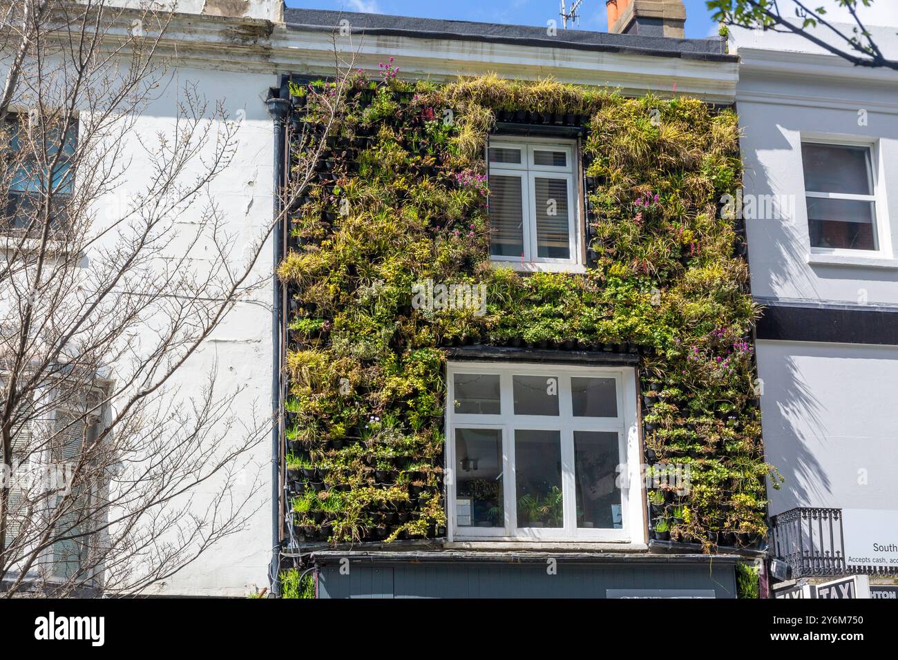 Parete verde Foto Stock