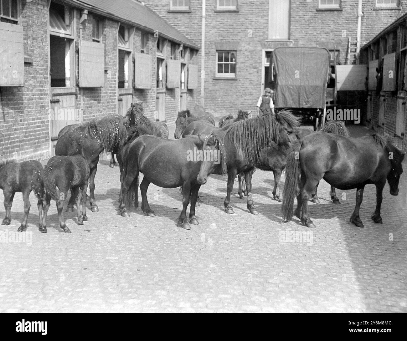 Pony delle Shetland dati a Lady Smith Dorrien per essere venduti all'asta in aiuto dei fondi Blue Cross. 3 luglio 1917 Foto Stock