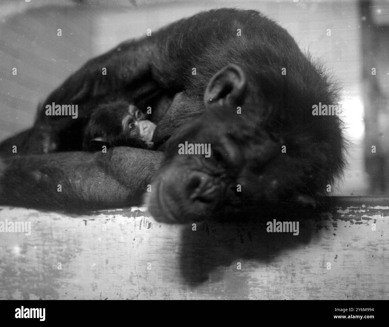 Lo Zoo (Londra). "Boo-Boo", lo Zoo Chimpanzee e il suo bambino "Jubilee". 8 marzo 1935 Foto Stock