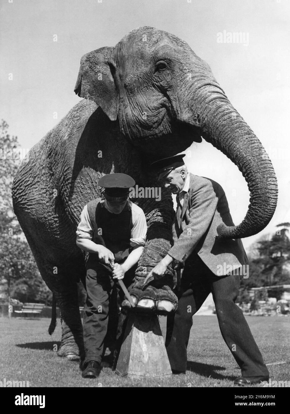 Il custode Tom Bartlett e il suo assistente portano una raspa e una spazzola metallica ai piedi di Rosie. L'elefante si è riposato per tutto l'inverno, ma l'estate si avvicina e presto i bambini vorranno l'emozione di un giro sulla sua ampia schiena - e i suoi piedi devono essere in buone condizioni. (Foto scattata il 5 maggio 1950) ©TopFoto Foto Stock