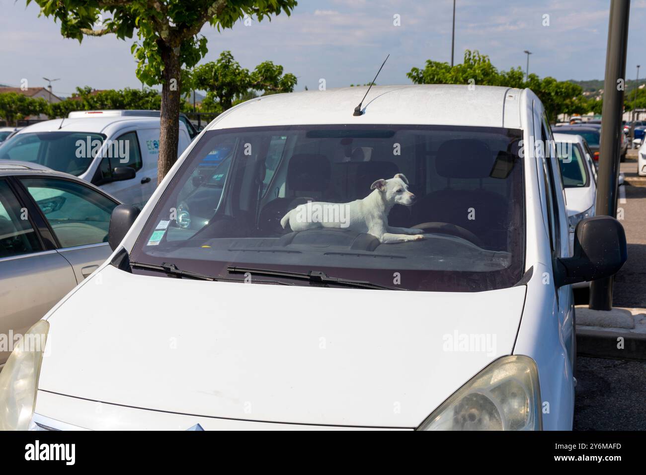 Cane in un'auto in un parcheggio. Foto Stock