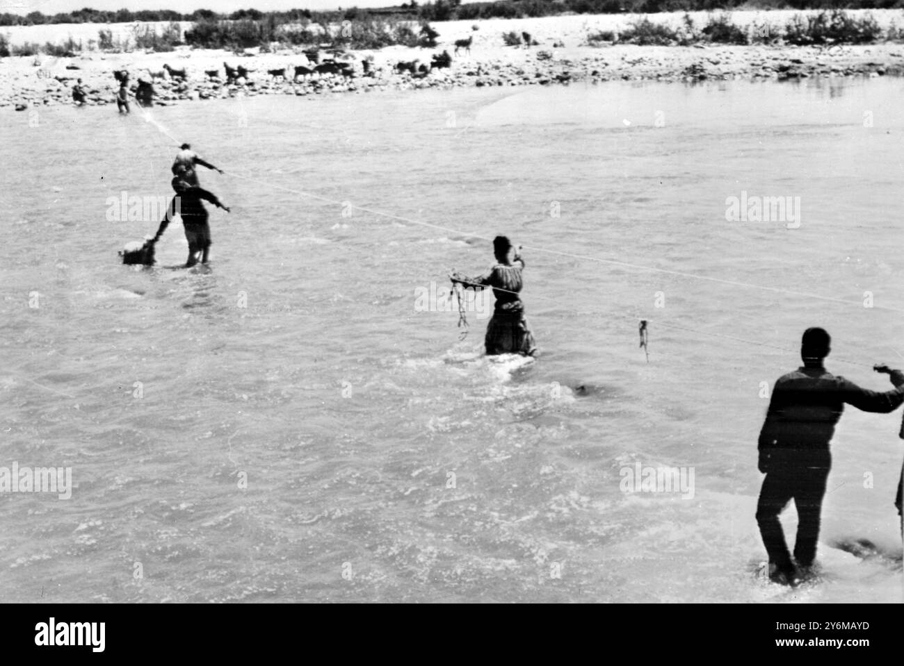 Jordon: Aggrappati alle corde guida, i rifugiati arabi attraversano la sponda orientale del fiume Jordon oggi (11 giugno) dopo la distruzione del Ponte di Re Hussein. L'arabo sulla sinistra della foto conduce una capra attraverso il fiume. I combattimenti tra Israele e le Nazioni arabe (Egitto, Giordania, Iraq e Siria) erano ormai finiti. Alle 7,30 di ieri sera, Un portavoce delle Nazioni Unite ha annunciato a Tel-Aviv che il fuoco era cessato sul fronte Israele-Siria. 11 giugno 1967 Foto Stock
