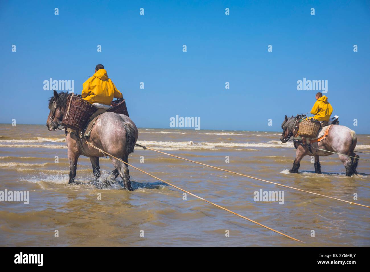 Belgio, Fiandre occidentali, Koksijde, Oostduinkerke; pesca di gamberi a cavallo Patrimonio culturale immateriale dell'umanità dell'UNESCO Foto Stock