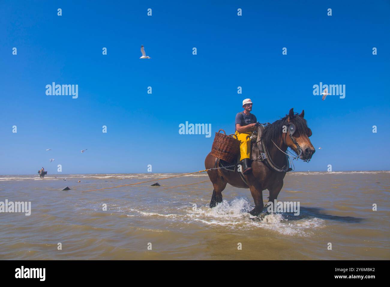 Belgio, Fiandre occidentali, Koksijde, Oostduinkerke; pesca di gamberi a cavallo Patrimonio culturale immateriale dell'umanità dell'UNESCO Foto Stock