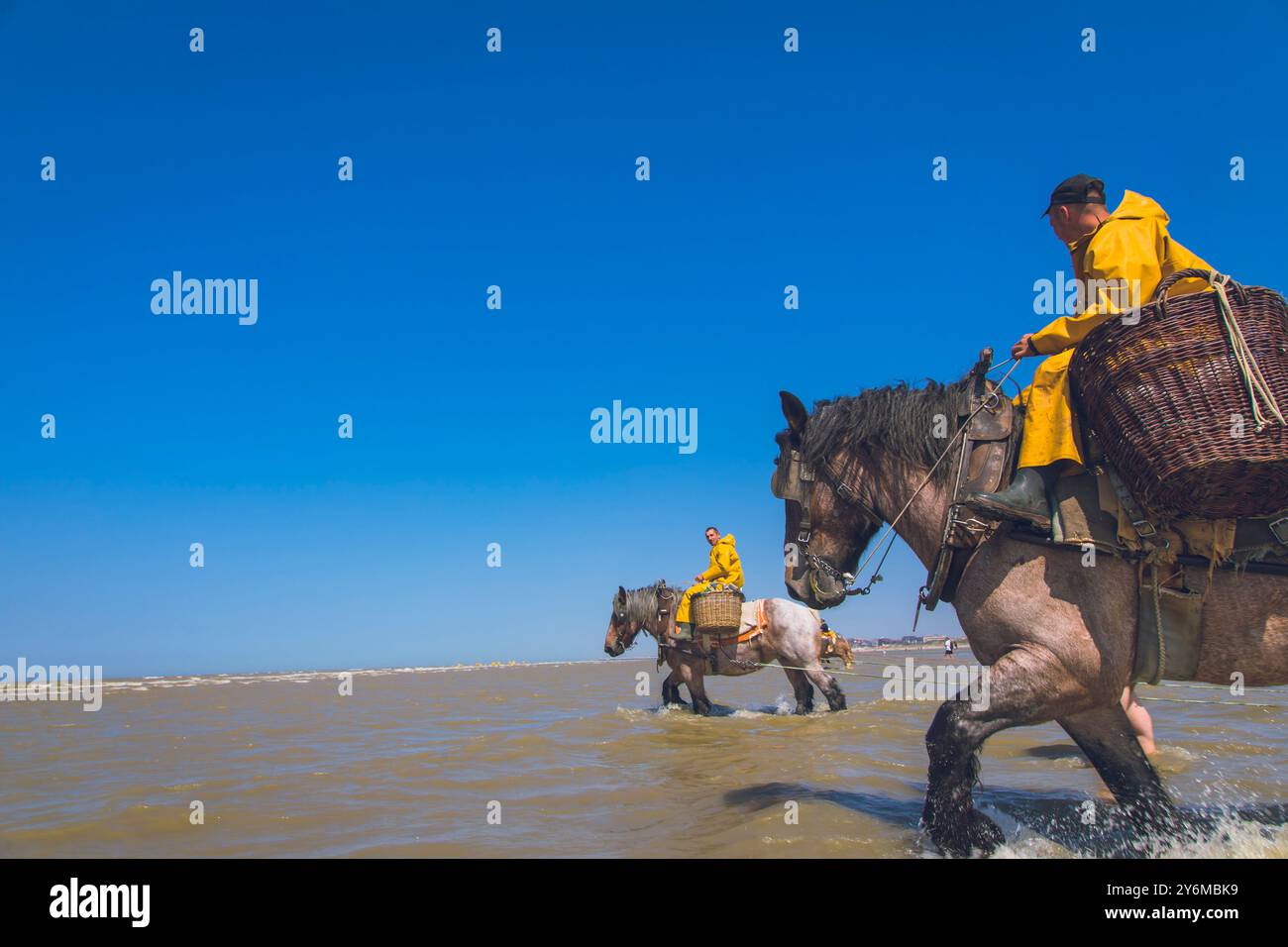 Belgio, Fiandre occidentali, Koksijde, Oostduinkerke; pesca di gamberi a cavallo Patrimonio culturale immateriale dell'umanità dell'UNESCO Foto Stock