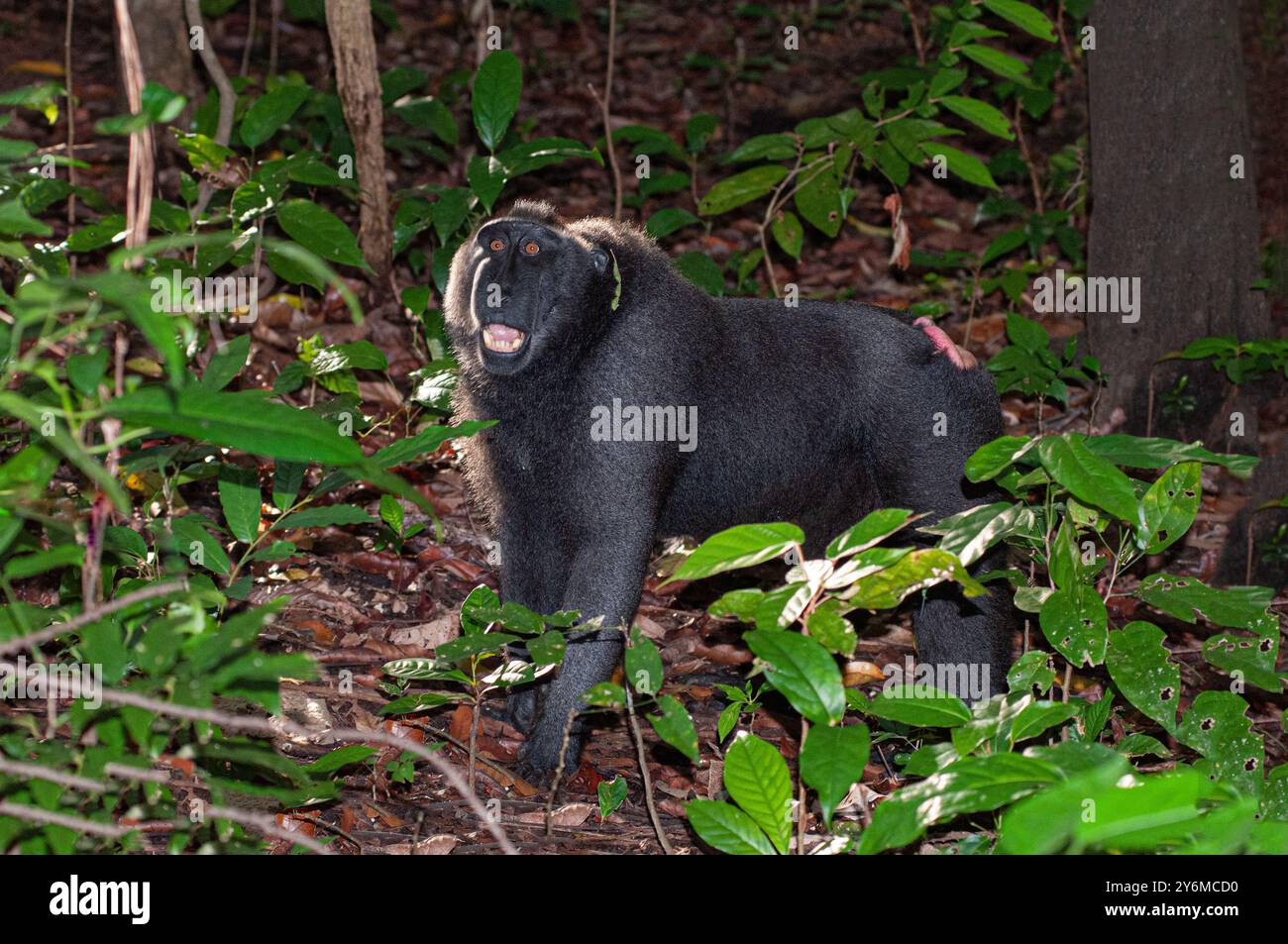 Macaco crestato nero nella riserva forestale di Tangkoko Batuangus Foto Stock