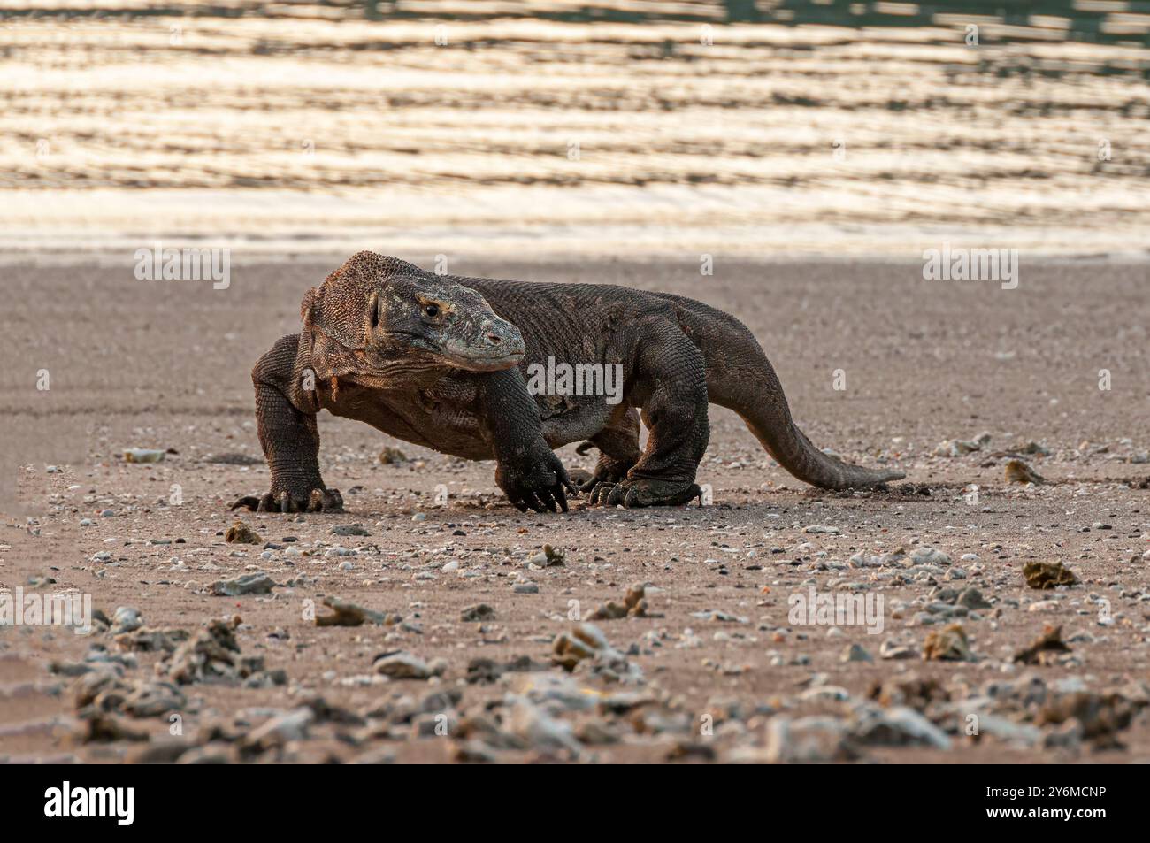 Drago di Komodo sulla spiaggia dell'isola di Rinca Isole della piccola sonda Indonesia Foto Stock
