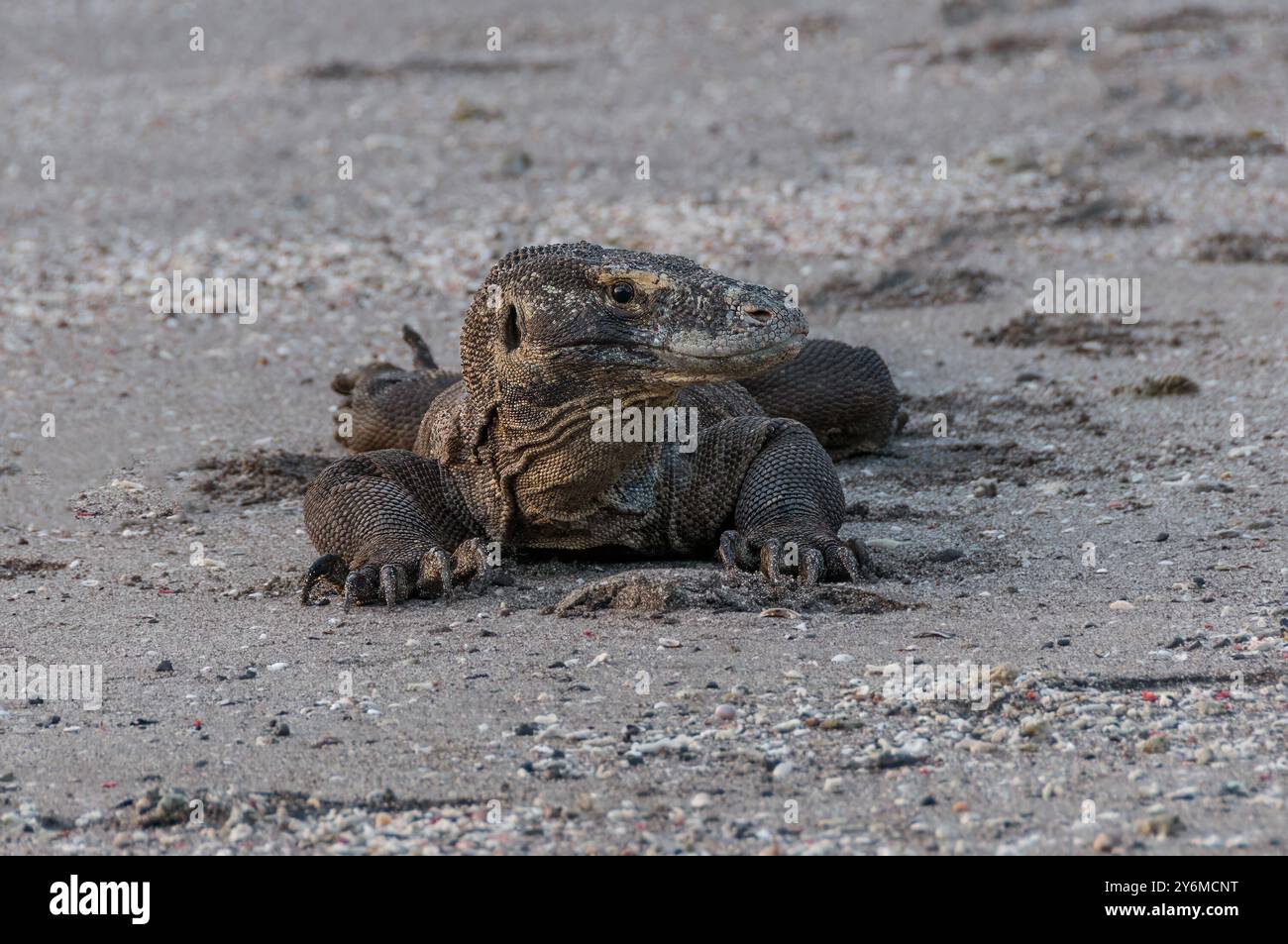 Drago di Komodo sulla spiaggia dell'isola di Rinca Isole della piccola sonda Indonesia Foto Stock