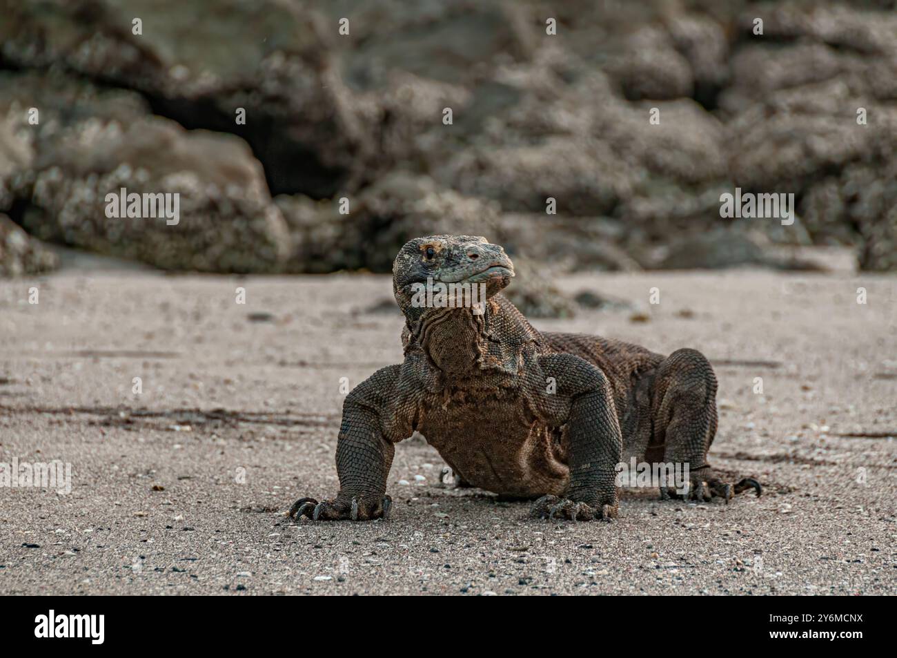 Drago di Komodo sulla spiaggia dell'isola di Rinca Isole della piccola sonda Indonesia Foto Stock