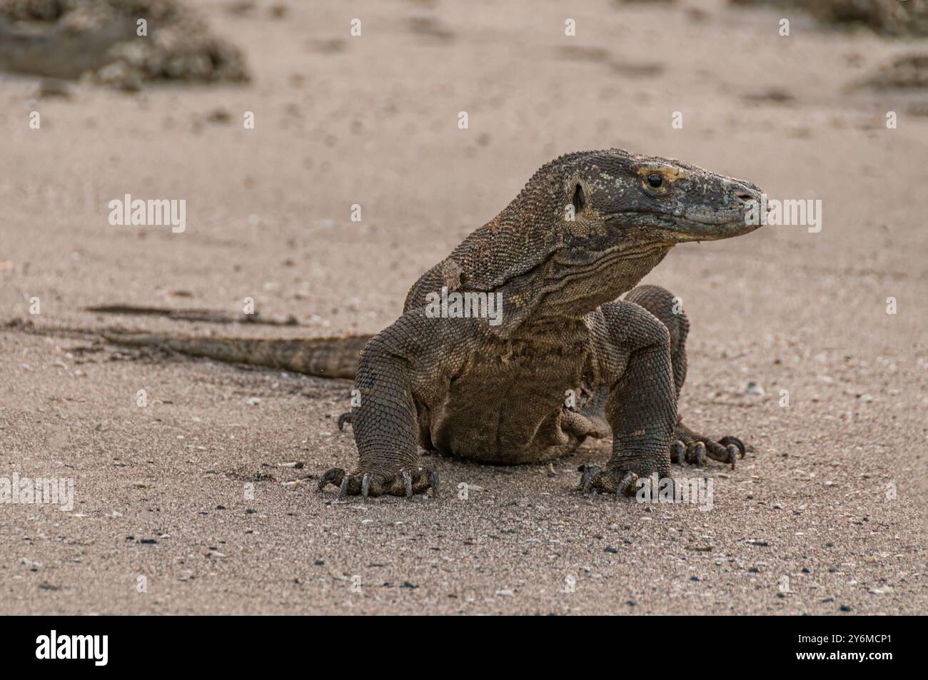 Drago di Komodo sulla spiaggia dell'isola di Rinca Isole della piccola sonda Indonesia Foto Stock