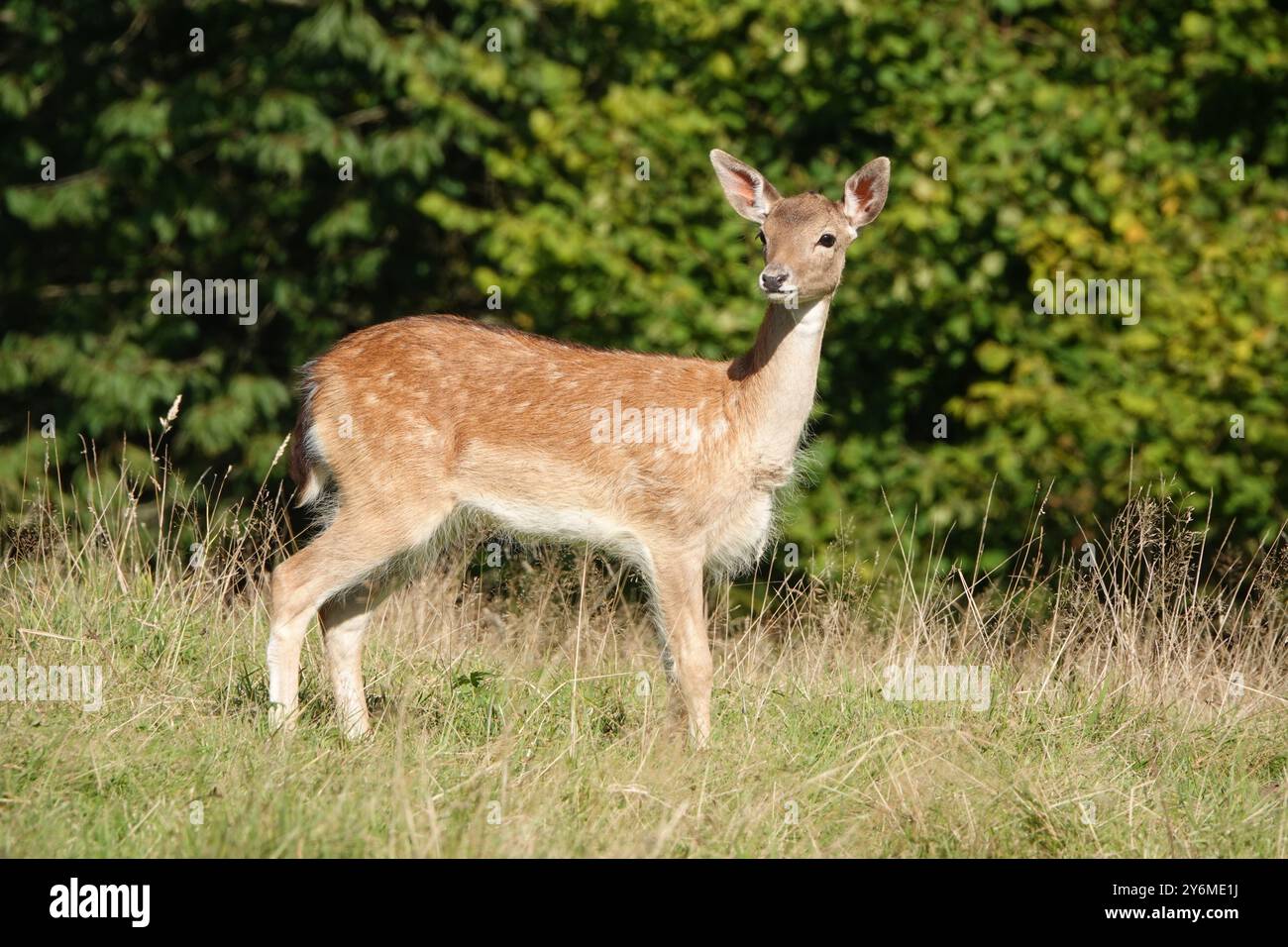 Summer UK, Alert Fawn Foto Stock