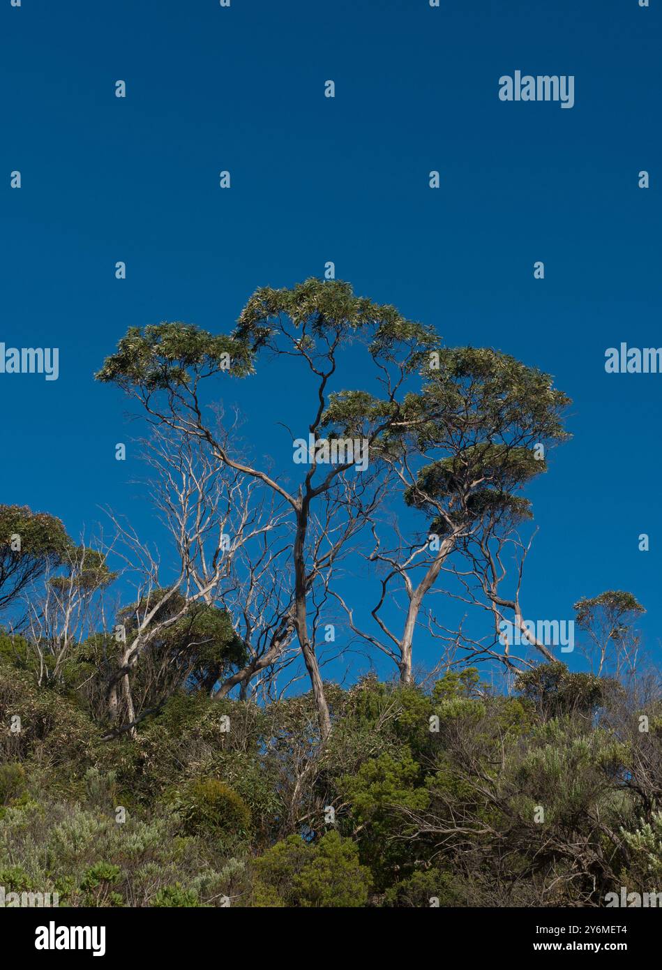 Alberi di eucalipto contro il cielo blu a Brown Beach, Kangaroo Island, Australia. Foto Stock