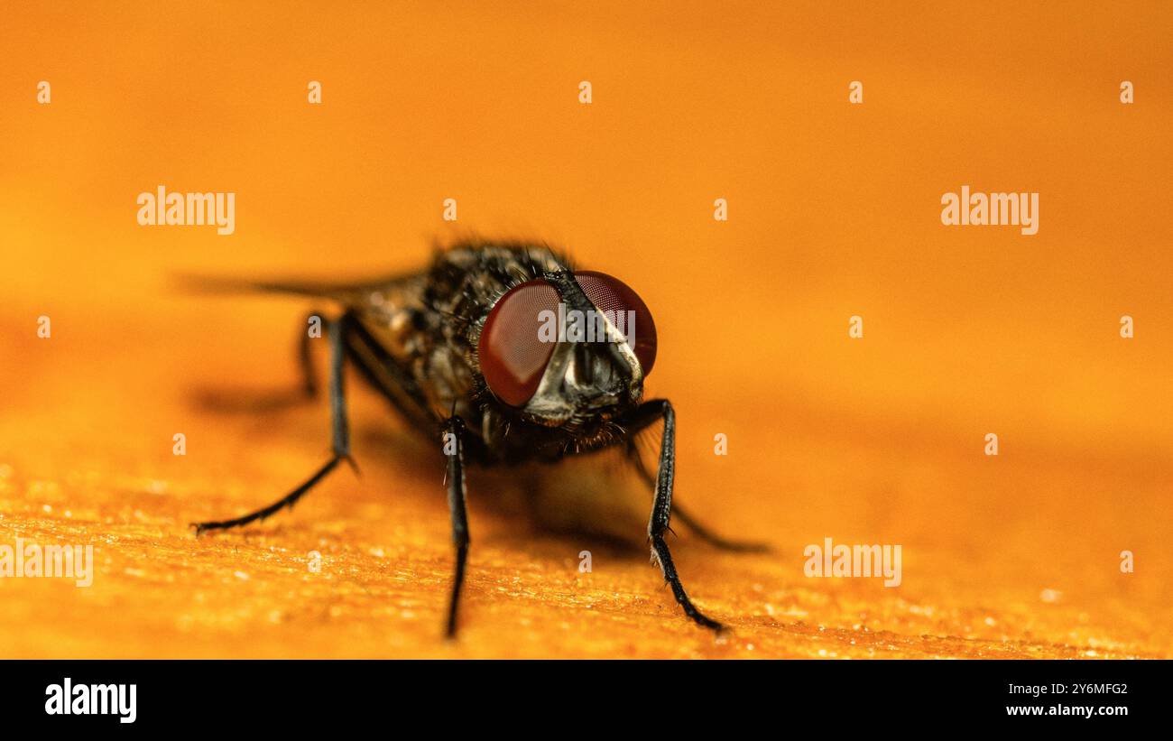 foto ravvicinata di una mosca su uno sfondo di legno, foto macro Foto Stock