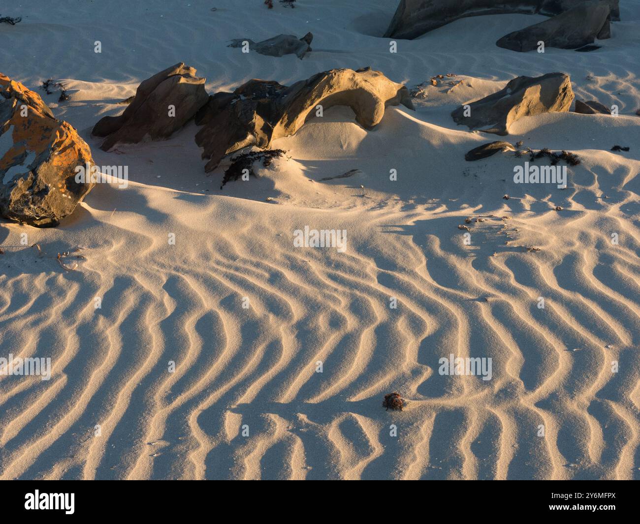 Sfreccia nella sabbia con rocce alla luce del sole nel tardo pomeriggio a Penneshaw, Kangaroo Island, Australia. Foto Stock