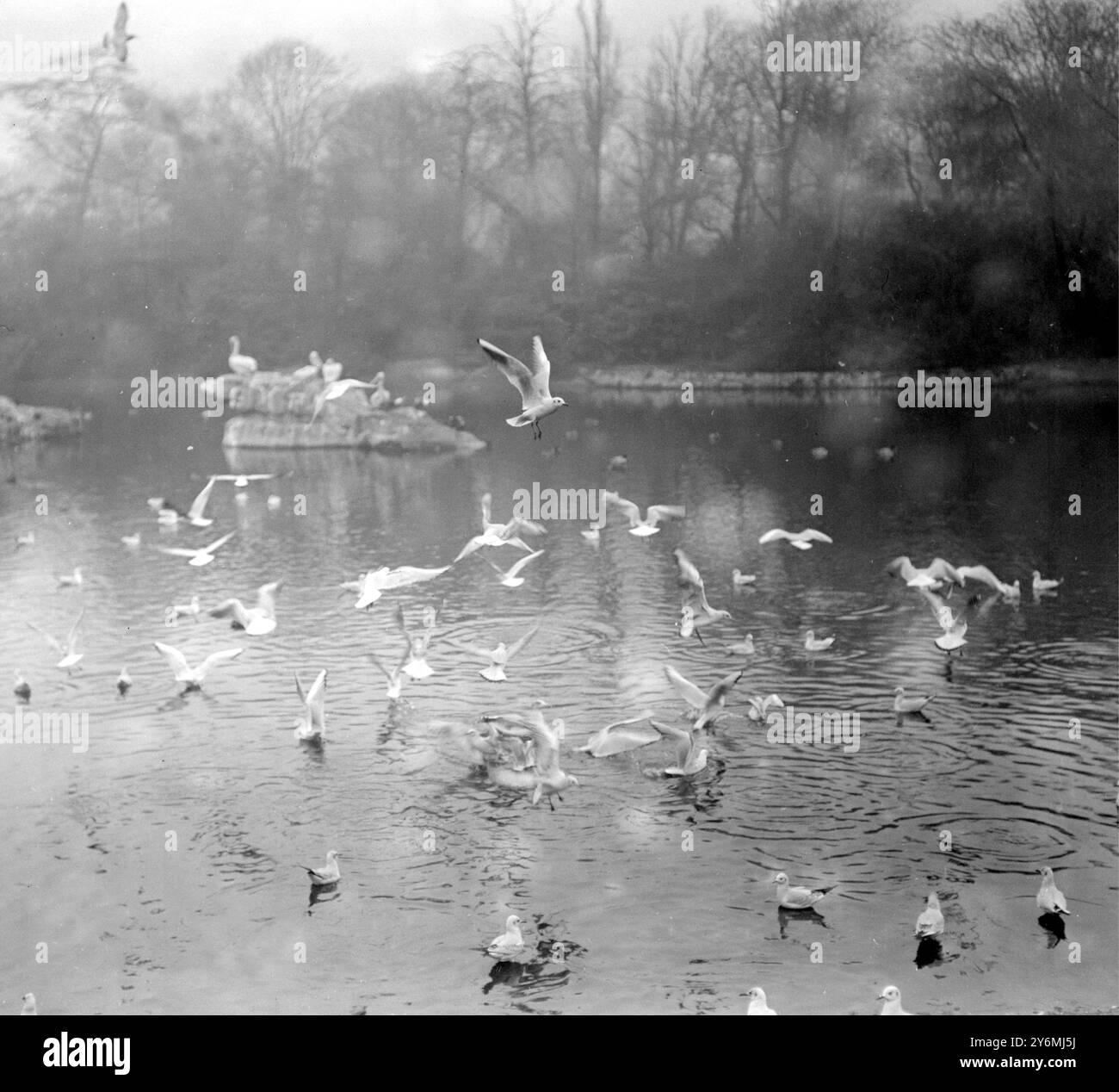 Allo Zoo Seagulls ( parco di san Giacomo ) Foto Stock