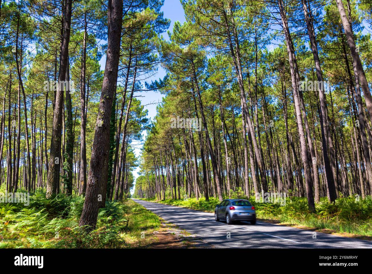 Francia, Nouvelle-Aquitaine, Landes, pineta Foto Stock