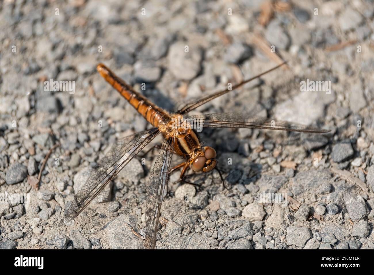 Un Globe Skimmer Dragonfly Pantala flavescens. Vista ravvicinata della Skimmer Dragonfly che poggia a terra. Skimmer sottile, ortografia sabina o verde ma Foto Stock