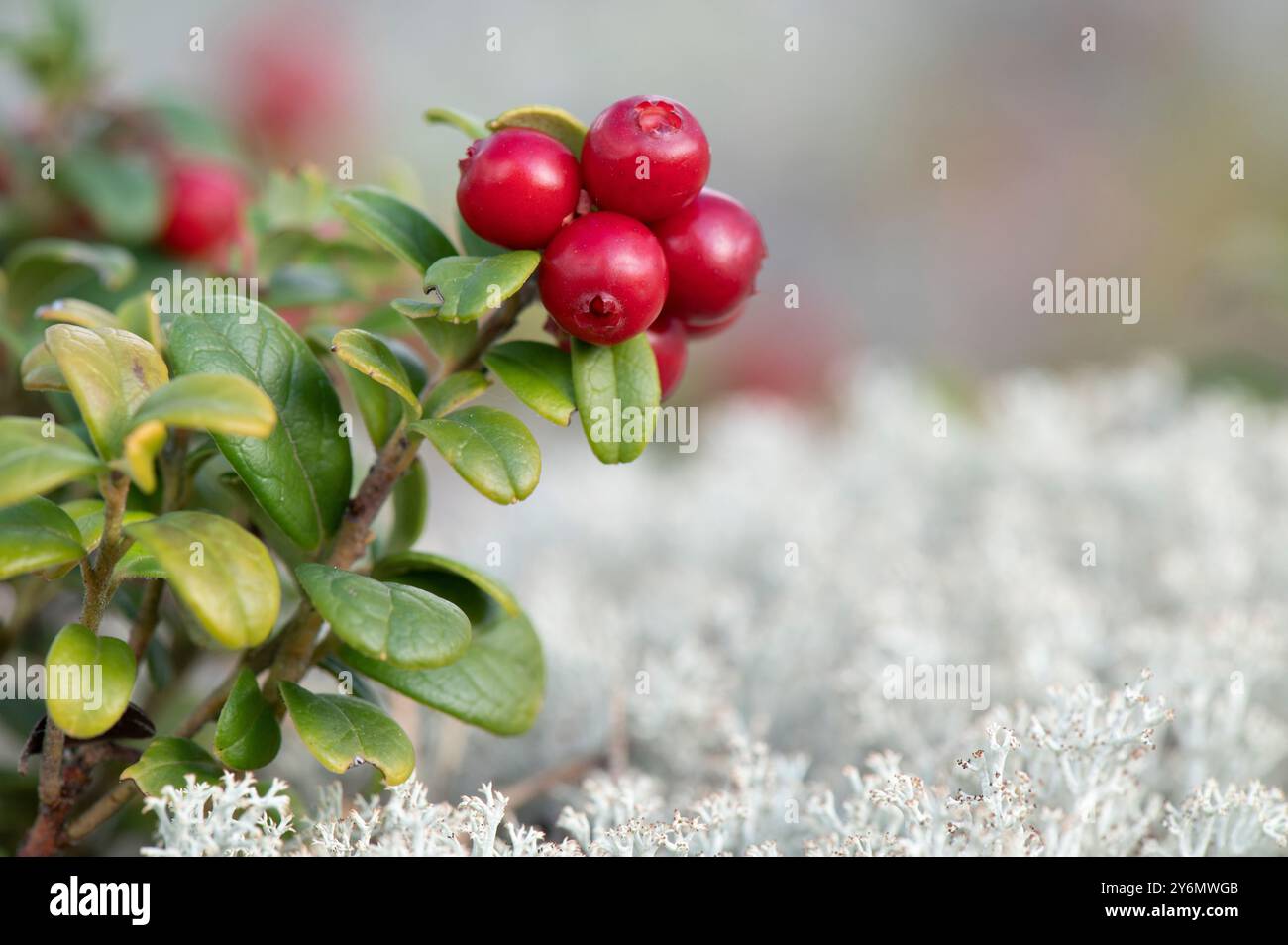 Mirtilli rossi maturi (Vaccinium vitis-idaea) e lichene di renna grigia (Cladonia rangiferina). Foto Stock