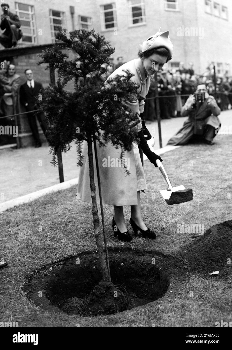 Principessa Margaret piantare un albero al nuovo istituto forestale 19 ottobre 1950 Foto Stock