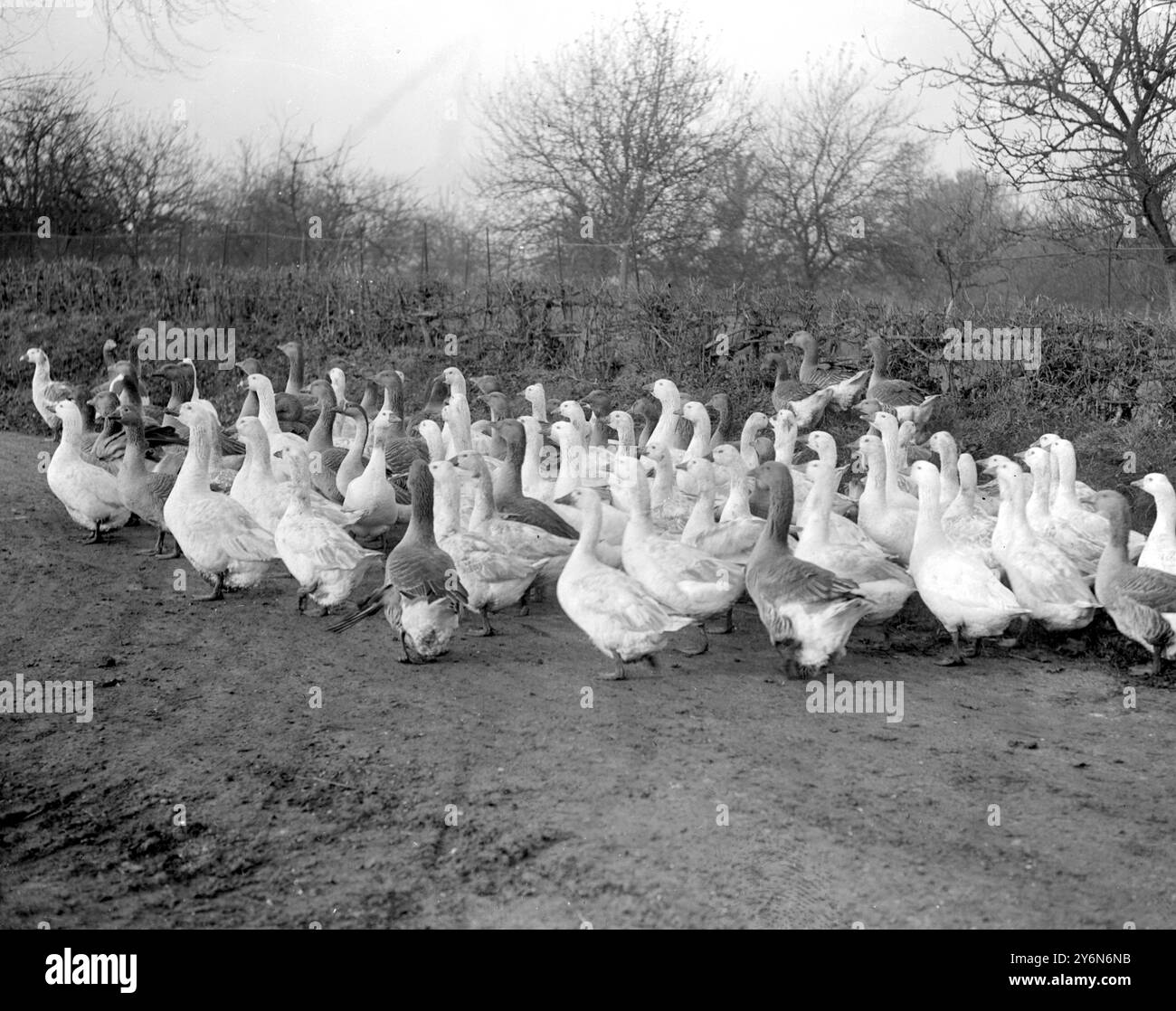 La fattoria degli Abbot Bros a Tauxton, Norfolk. Oca per la prossima stagione riproduttiva. 17 gennaio 1921 Foto Stock
