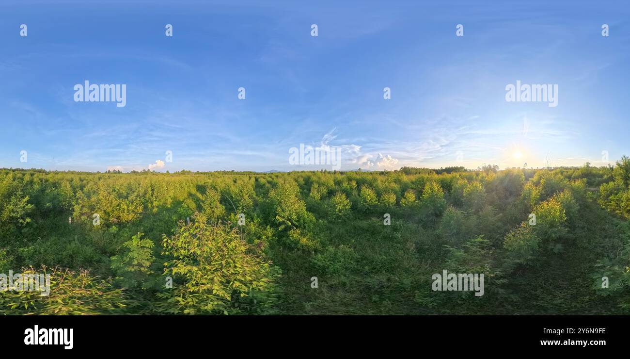 Foresta di eucalipti in campagna nella stagione delle piogge. Foto Stock