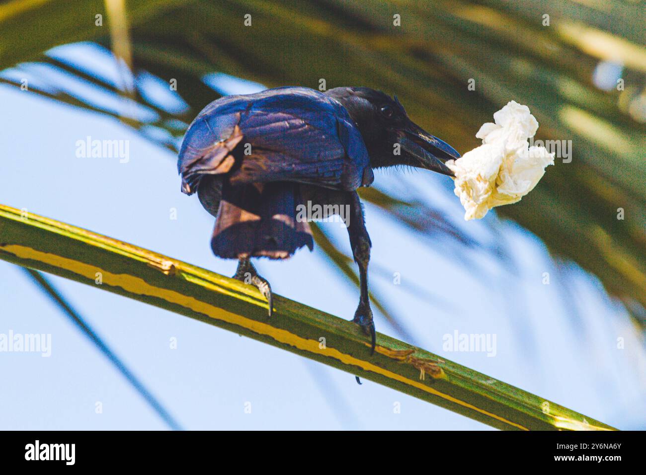 Uccelli, con un fazzoletto nel becco Foto Stock