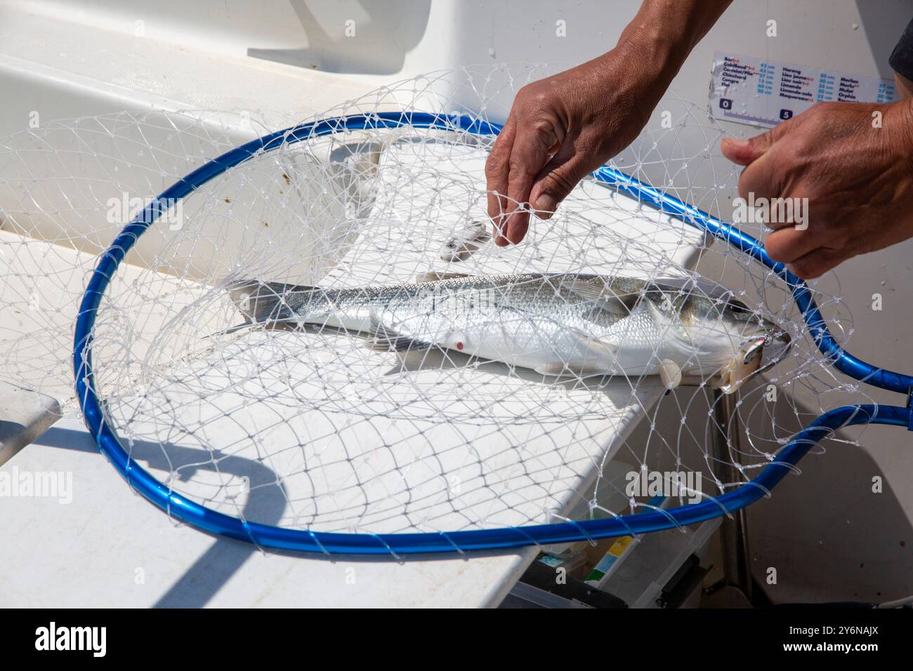 Pesca al branzino nello stretto di Pas-de-Calais Foto Stock