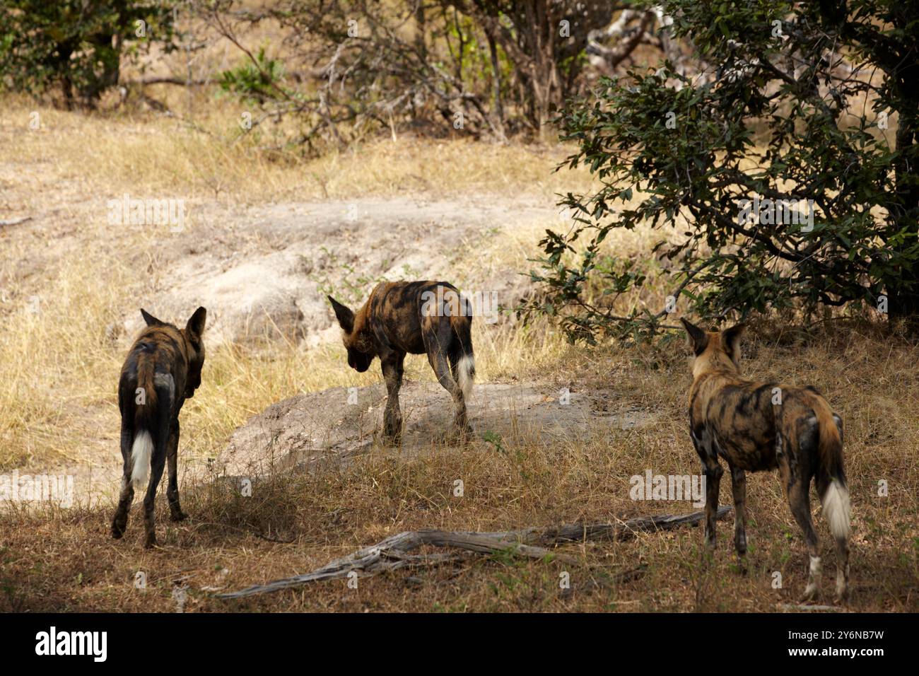 Tre cani selvatici africani sono osservati nel loro habitat naturale all'interno della Selous Game Reserve, Tanzania. L'immagine cattura la bellezza e la dinamica di Foto Stock