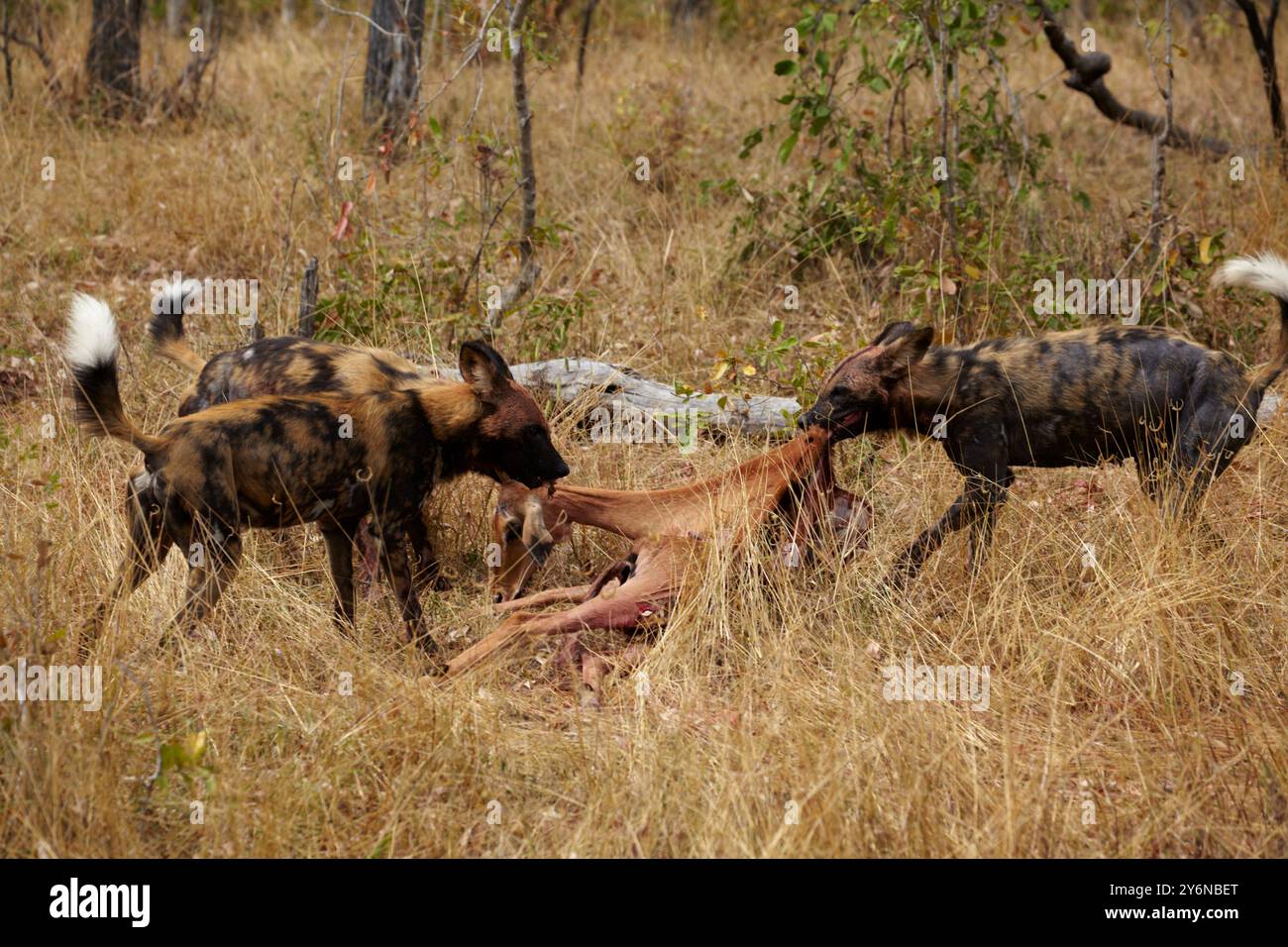 Un gruppo di cani selvatici impegnati in una caccia nella savana africana. L'immagine cattura la natura cruda e gli istinti predatori di questi animali nella loro na Foto Stock