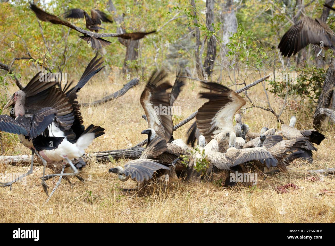 Un gruppo di avvoltoi si riuniscono nella savana africana, mostrando le loro ali tra erba secca e alberi sparsi. Cattura gli insabbiatori della natura nel Foto Stock