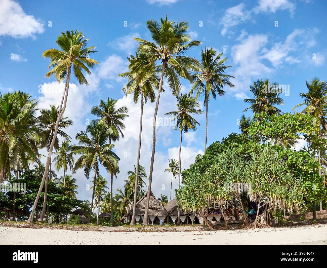 Splendida spiaggia tropicale caratterizzata da alte palme sotto un vivace cielo blu. Ideale per viaggi, relax e natura. Foto Stock