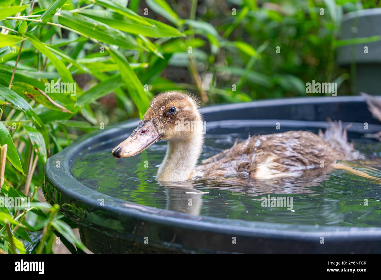 Anatrocche che nuotano in una vasca. Anatre come animali domestici che aiutano in giardino. Anatre felici in giardino. Piscina anatre. Carine anatre Khaki Campbell. Foto Stock