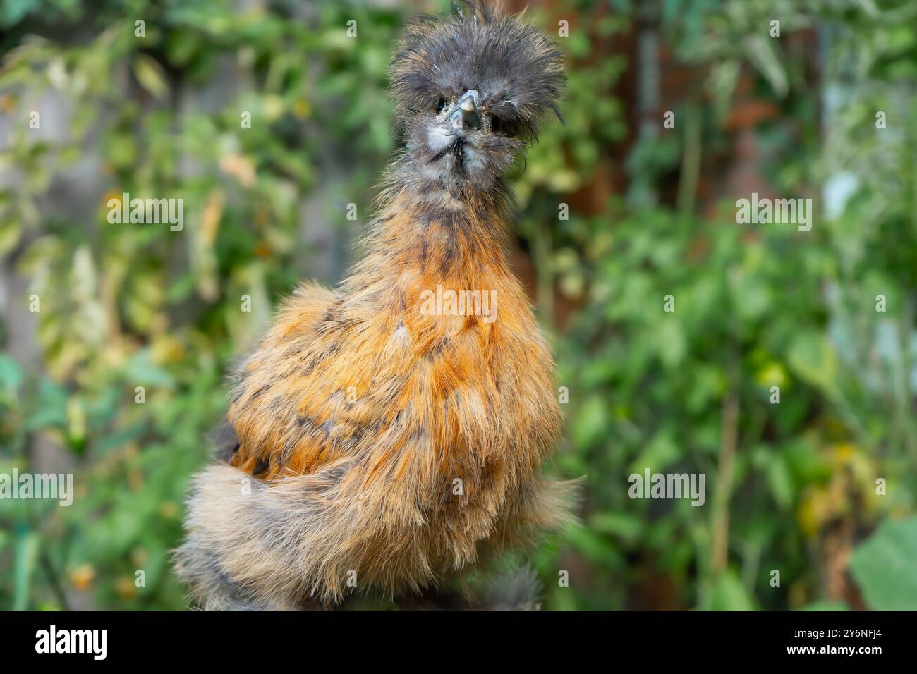 Primi piani di colorati polli di seta. Giovani seta che mangiano e corrono in giro. Seta soffice e colorata. Polli a distanza libera. Pollame domestico. Foto Stock
