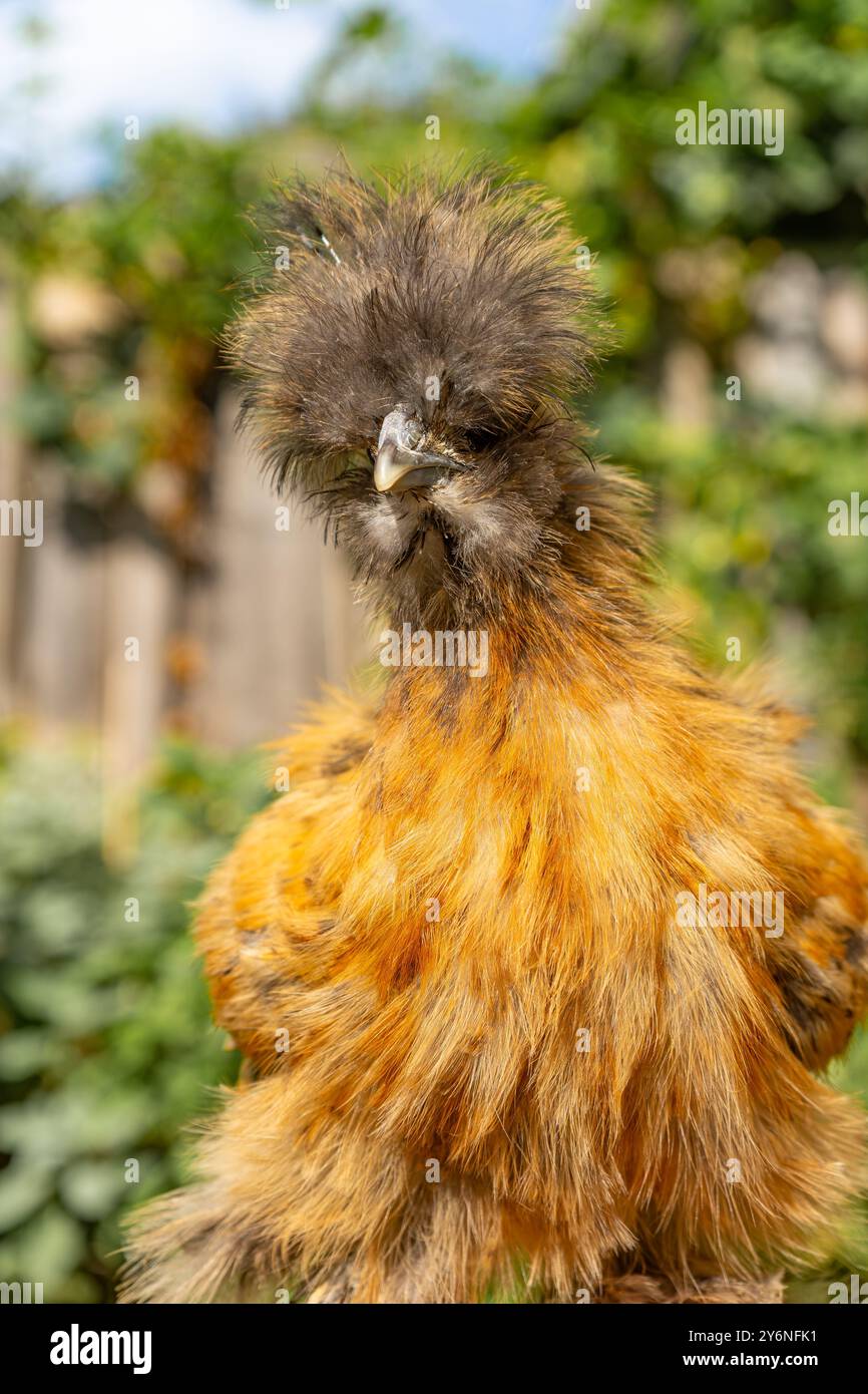 Primi piani di colorati polli di seta. Giovani seta che mangiano e corrono in giro. Seta soffice e colorata. Polli a distanza libera. Pollame domestico. Foto Stock