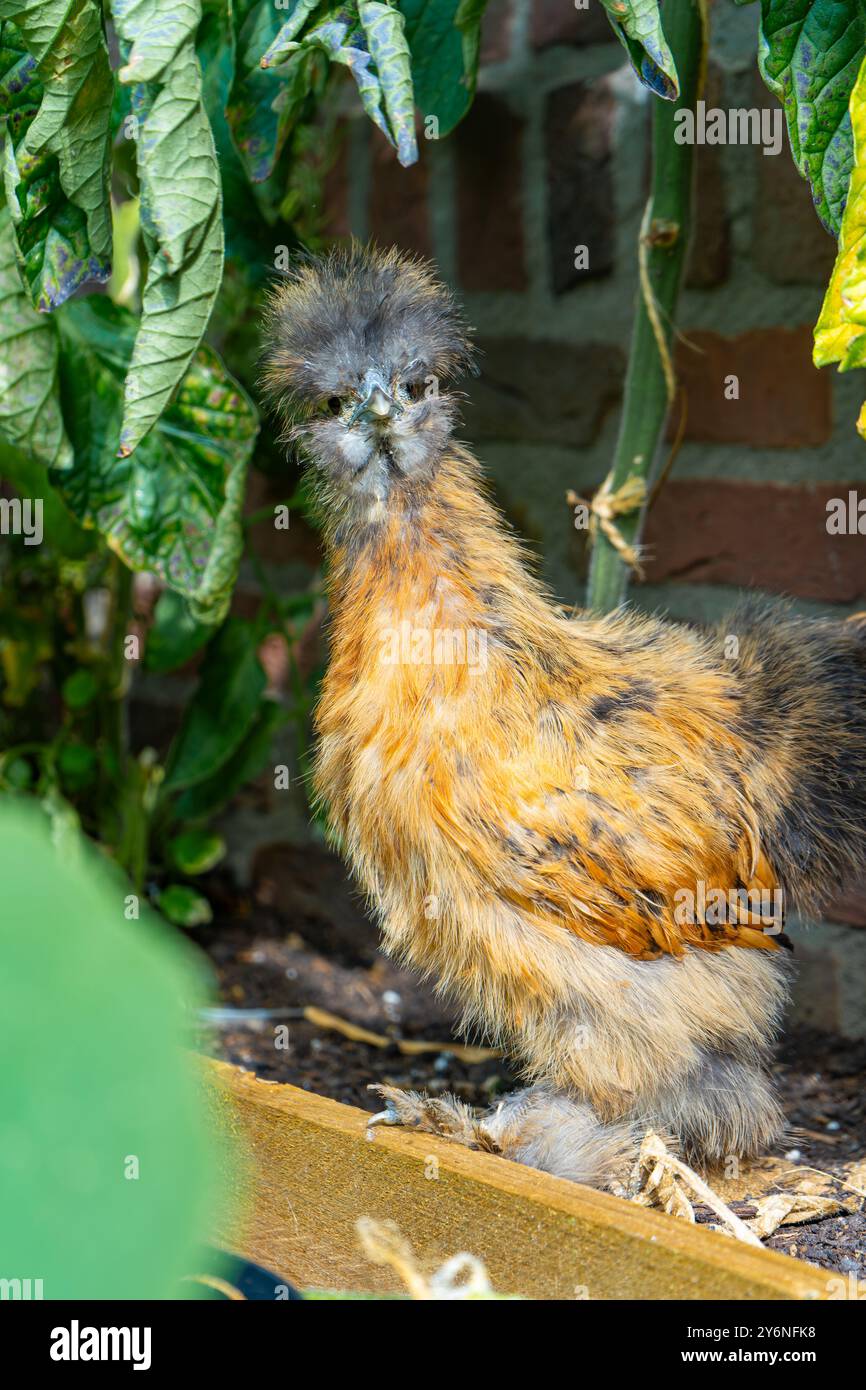 Primi piani di colorati polli di seta. Giovani seta che mangiano e corrono in giro. Seta soffice e colorata. Polli a distanza libera. Pollame domestico. Foto Stock