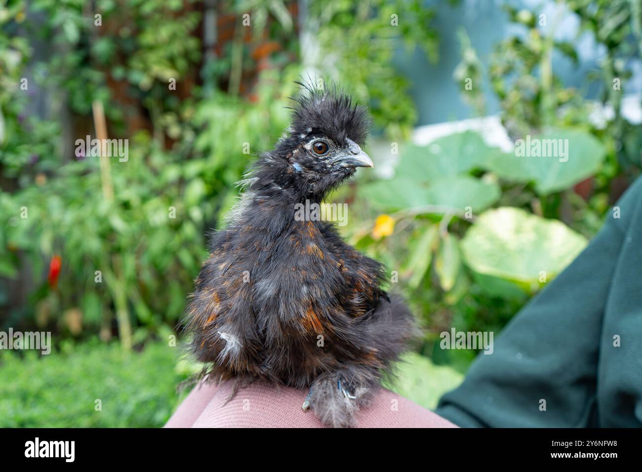 Primi piani di colorati polli di seta. Giovani seta che mangiano e corrono in giro. Seta soffice e colorata. Polli a distanza libera. Pollame domestico. Foto Stock