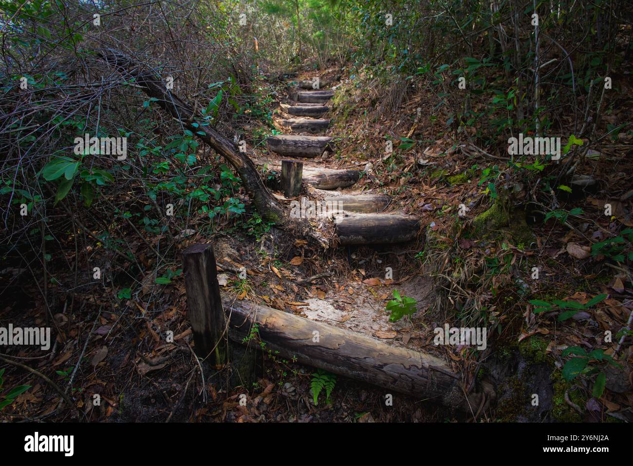 "Navigare nella natura. Le scale di legno attraversano l'aspro paesaggio, guidando gli escursionisti attraverso il terreno impegnativo del Garden of Eden Trail. Foto Stock
