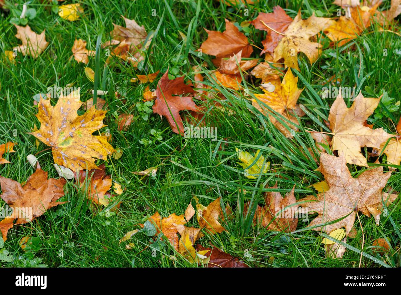 Le foglie d'acero multicolore giacciono sull'erba. Prato con erba verde ricoperto di foglie d'acero giallo caduto. Foglie di acero rosso e giallo nell'erba verde. Foto Stock