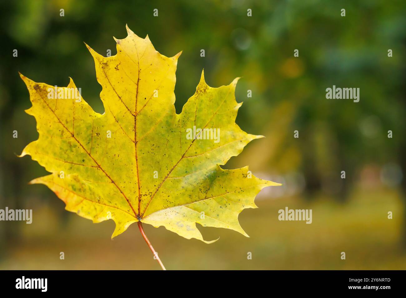 primo piano in foglia d'acero giallo autunnale. Foto Stock