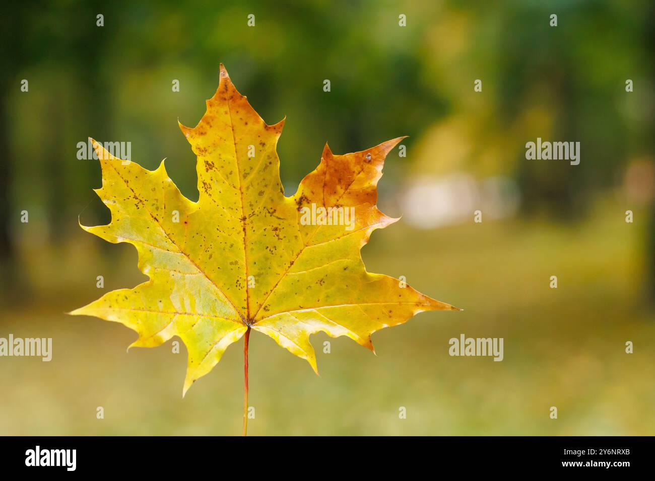 primo piano in foglia d'acero giallo autunnale. Foto Stock
