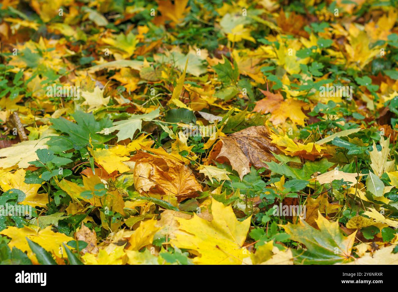 Le foglie d'acero multicolore giacciono sull'erba. Prato con erba verde ricoperto di foglie d'acero giallo caduto. Foglie di acero rosso e giallo nell'erba verde. Foto Stock