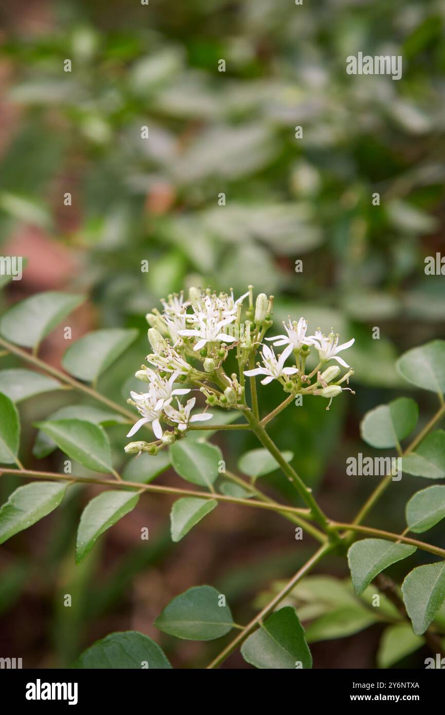 grappolo di fiori di curry sullo sfondo del giardino, piccolo fiore bianco sulla punta del ramo, sfondo morbido con spazio di copia Foto Stock