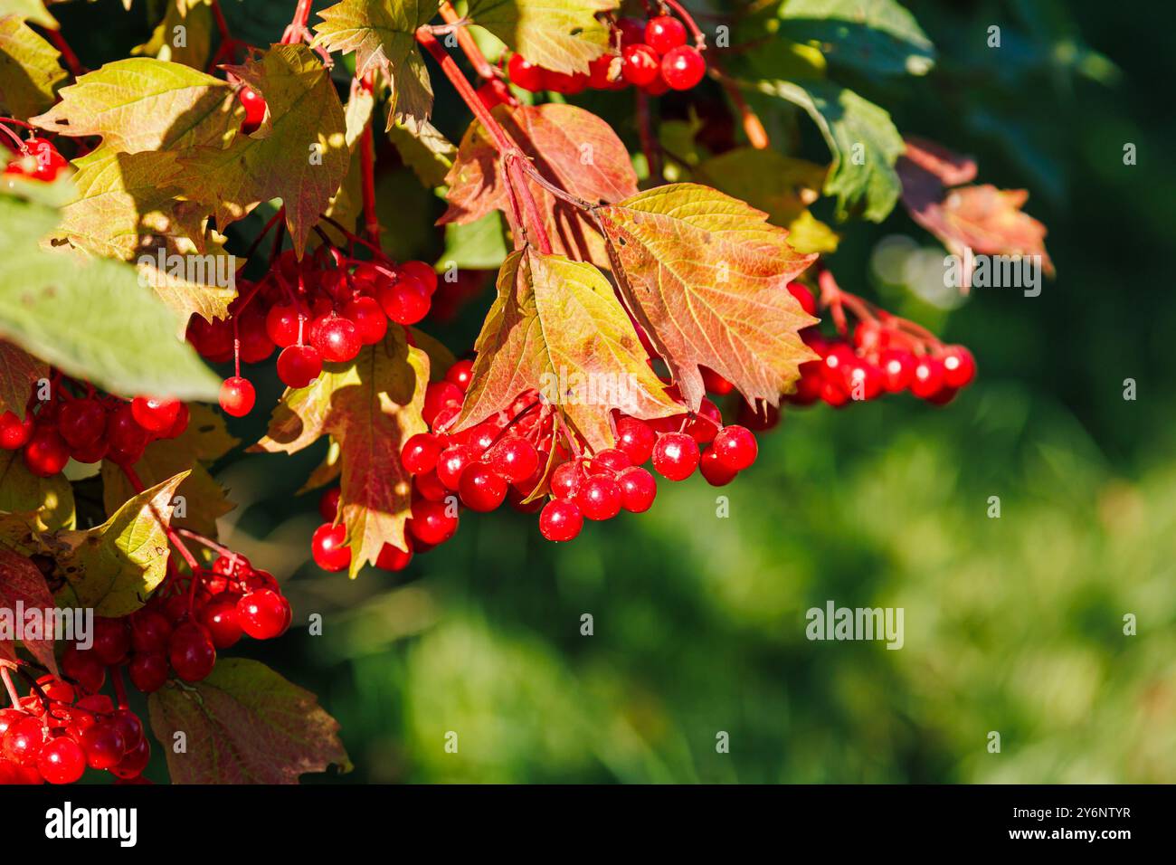 Primo piano di un gruppo di bacche di viburnum rosso. Viburnum Bush in una giornata di sole alla fine della stagione estiva Foto Stock